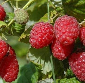 Description of remontant raspberries of the Bryanskoe Divo variety, growing and care