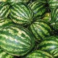 Egenskaber og beskrivelse af vandmelonsort Producent: dyrkning, samling og opbevaring