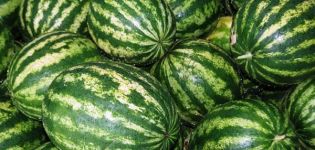 Charakteristika a opis odrody melónu Výrobca: pestovanie, zber a skladovanie