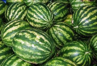 خصائص ووصف صنف البطيخ المنتج: زراعة وجمع وتخزين