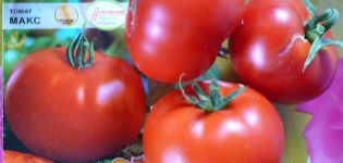 Egenskaper och beskrivning av Max-tomatsorten, dess utbyte