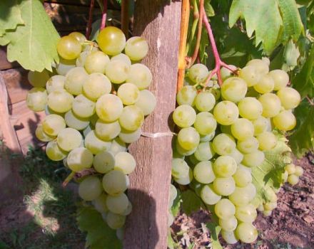 Vynuogių veislės aprašymas ir savybės Draugystė, auginimo taisyklės ir priežiūra
