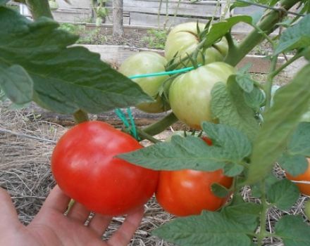 Egenskaper och beskrivning av tomatsorten Nästra avund F1