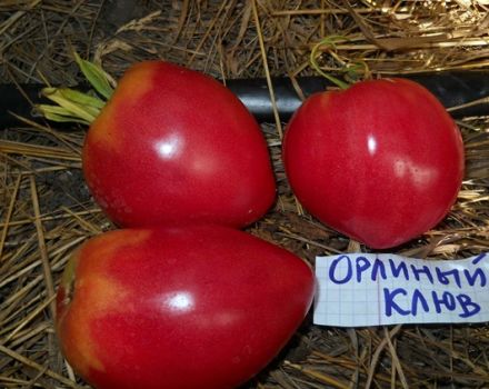 Caractéristiques et description de la variété de tomate Bec d'aigle, son rendement