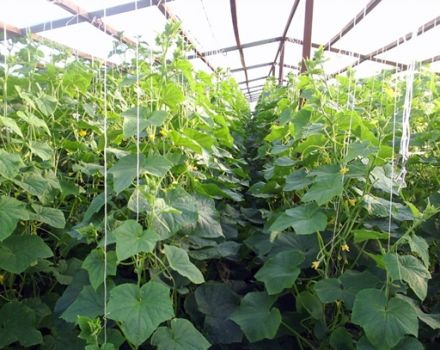 Teknik och hemligheter för att odla och ta hand om gurkor i ett växthus av polykarbonat