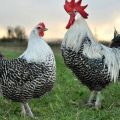 Description and characteristics of Breckel chickens, conditions of detention