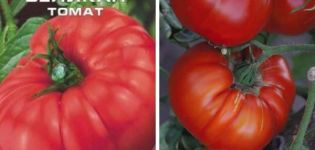 Popis odrůdy rajčat Shuntuk a jeho vlastnosti