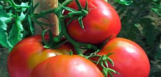 Voevoda domates çeşidinin tanımı, yetiştirilmesi ve bakımı
