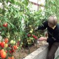 De bästa sorterna med lågväxande tomater för ett växthus av polykarbonat