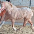 Опис ријетких и необичних пасмина коња, најљепших и изумрлих врста