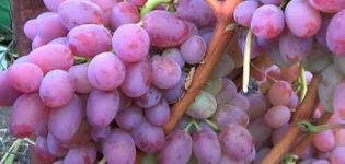 Descripción y características de la variedad de uva Helios, características de fructificación y cuidado.