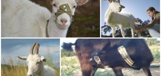 Ako rýchlo odstaviť kozu od sania mlieka, dôvodov a riešení