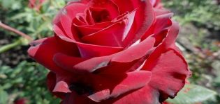 Description and rules for growing a hybrid rose of the Gospel variety