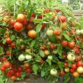 Pomidorų veislės „Sodo perlas“ aprašymas ir jo savybės