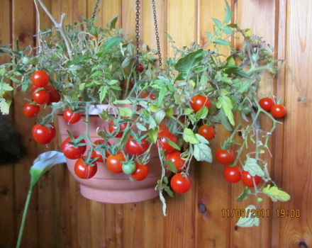 Pomidorų veislės spanguolių, esančių cukruje, savybės ir apibūdinimas, derlius