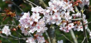 Description and characteristics of sargent cherry varieties, history and features of cultivation