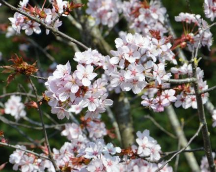 A szargent cseresznyefajták leírása és jellemzői, a termesztés története és jellemzői