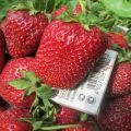 Description and characteristics of the Marshal strawberry variety, cultivation and care
