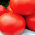Charakteristika odrody paradajok Ural F1, výnos a vlastnosti poľnohospodárskej technológie