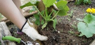 Ako nakŕmiť tekvicu na otvorenom poli počas kvitnutia a plodenia