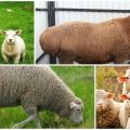 Was ist der Unterschied zwischen einem Widder und einem Schaf und wie erkennt man ein Weibchen und ein Männchen?