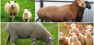 Vad är skillnaden mellan en ram och ett får och hur man känner igen en kvinna och en hane