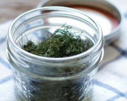 TOP 10 recipes on how to salt dill at home for the winter in jars, proportions
