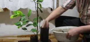 How to prepare lemon soil at home and rating of the best soil producers