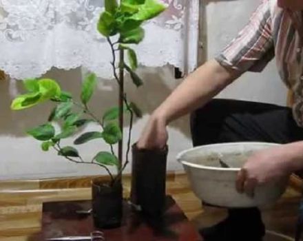 How to prepare lemon soil at home and rating of the best soil producers