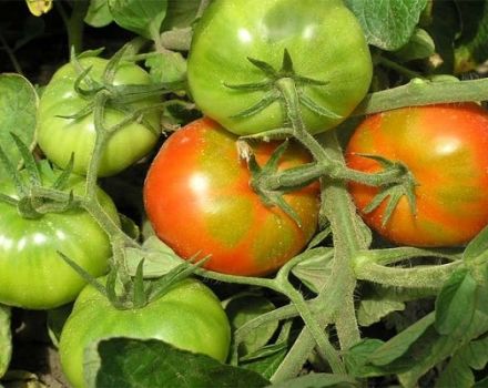 Verslininkų pomidorų veislės aprašymas, jo savybės ir priežiūra