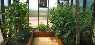 Wat kan met komkommers in een kas worden geplant, waar planten mee compatibel zijn