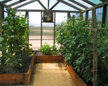 Wat kan met komkommers in een kas worden geplant, waar planten mee compatibel zijn