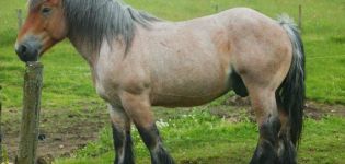 Опис и карактеристике коња пасмине Арден, карактеристике садржаја и цене