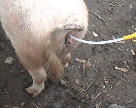 Typer och metoder för konstgjord insemination av grisar hemma