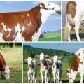 Опис и карактеристике крава Монтбелиард, њихов садржај