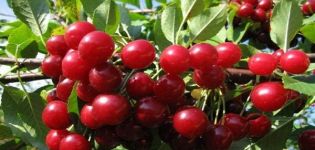 Beskrivning, fördelar och nackdelar med filtkörsbär Alice, odling av sorter och regler för vård