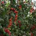 Egenskaber og beskrivelse af tomatsorten Rosin, anmeldelser og udbytte