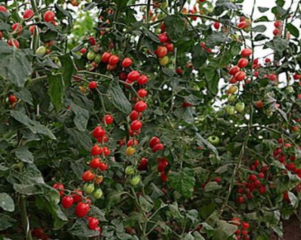 Características y descripción de la variedad de tomate Pasas, revisiones y rendimiento