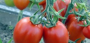 Beskrivning och egenskaper hos tomatsorten Marusya, dess utbyte