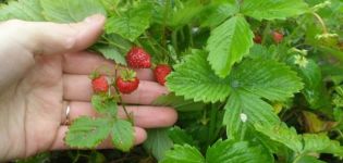 Beskrivning och finesser av växande jordgubbar av Ruyan-sorten