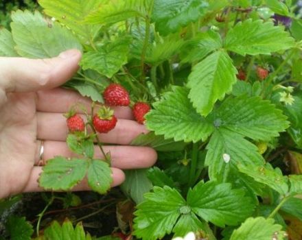 Beskrivning och subtilitet av växande jordgubbar av Ruyan-sorten