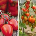 Beskrivning av Imperia-tomatsorten och dess utbyte
