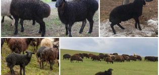 Description et caractéristiques de la race ovine Karachai, règles d'entretien