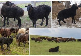 Karachai-rodun lampaiden kuvaus ja ominaisuudet, ylläpitosäännöt