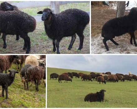 Opis i karakteristike ovaca pasmine Karachai, pravila održavanja