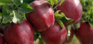 Opis sorte jabuke Starkrimson, karakteristike vrsta i rasprostranjenost u regijama