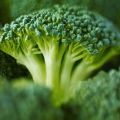 Geriausios brokolių sėklos su aprašymais