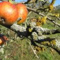 Hur man kan bli av med lav på ett äppelträd, de bästa kontrollmetoderna och förebyggande åtgärder