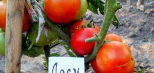 Značajke i opis sorte rajčice Alsou, njen prinos