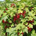 Description and characteristics of sugar red currant variety, planting and care
